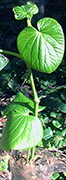 JAGUARUNDI_NEMBOY1_66X180