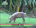 MYMBA_ANIMALES_KURE_PARAGUARI_121x96 MYMBA_ANIMALES_KURE_PARAGUARI_121x96