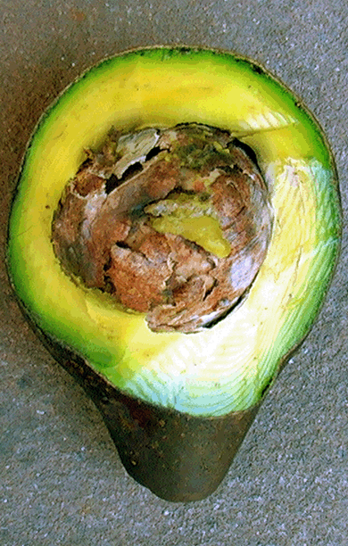 aguacate1_petei_390x612