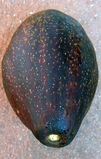 aguacate2_petei_390x612