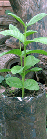 guayaba_nemboy_154x357_2 guayaba_nemboy_154x357_2