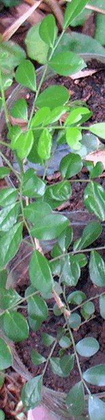 mirto_nemboy2_154x579 mirto_nemboy2_154x579