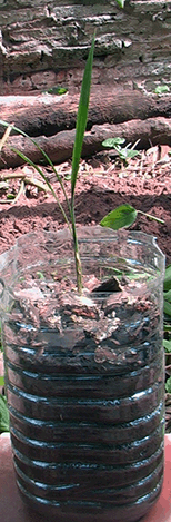 pindo_ra'y2_nemboy_154x612 pindo_ra'y2_nemboy_154x612