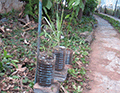 plantas_tomate_citronela_aguacate_120x93 plantas_tomate_citronela_aguacate_120x93